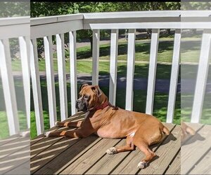 Tyson - ADOPTION PENDING!! - Male Boxer Dog for Adoption - Photo #14