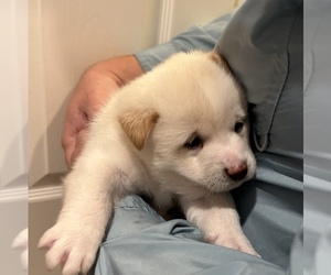 Shiba Inu Puppy for sale in HELENDALE, CA, USA