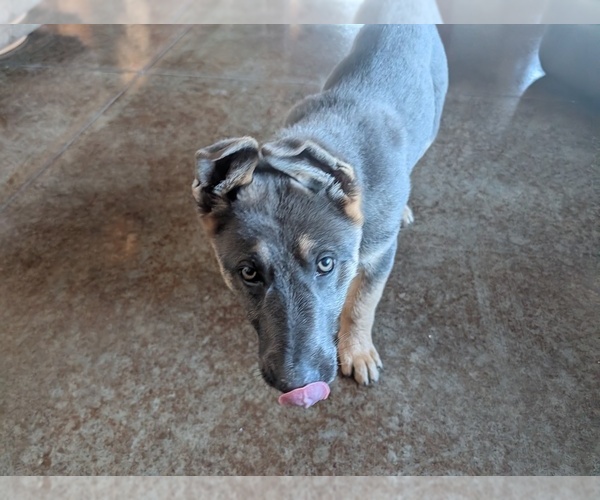 Medium Photo #4 German Shepherd Dog Puppy For Sale in BARRON, WI, USA