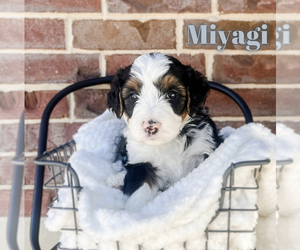 Bernedoodle Puppy for Sale in AM FORK, Utah USA