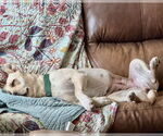 Small #4 Labrador Retriever Mix