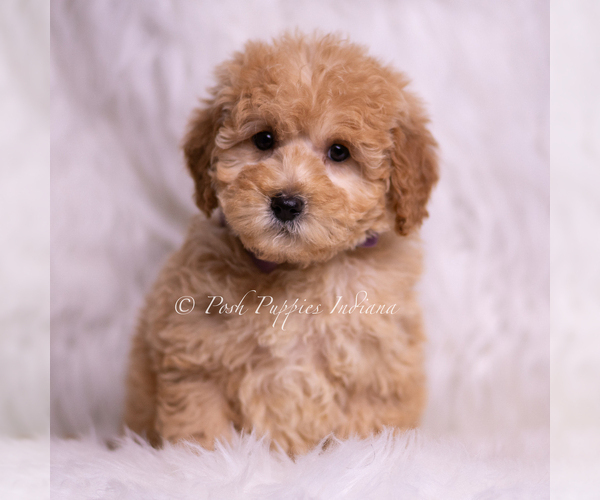 Medium Photo #104 Goldendoodle (Miniature) Puppy For Sale in WARSAW, IN, USA