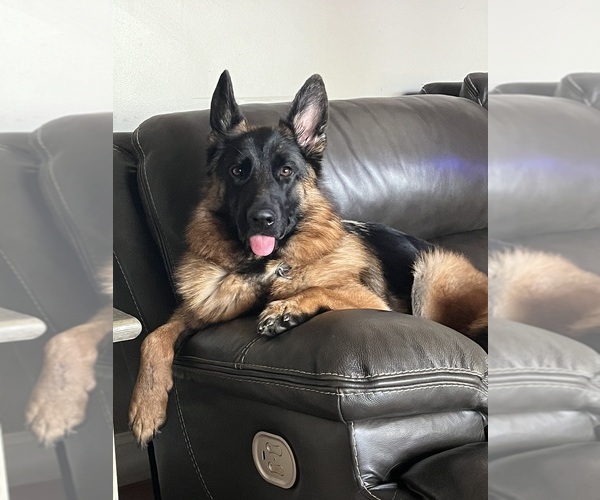 Medium Photo #1 German Shepherd Dog Puppy For Sale in HANSON, KY, USA