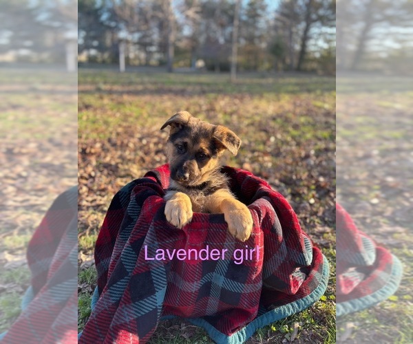 Medium Photo #2 German Shepherd Dog Puppy For Sale in RICHLAND, IN, USA