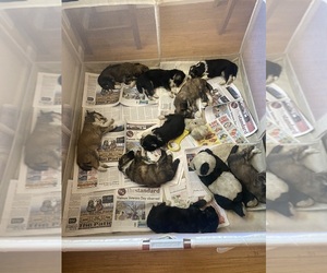 Miniature Australian Shepherd-Poodle (Standard) Mix Litter for sale in KINGMAN, AZ, USA
