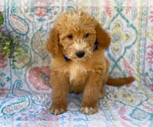 Double Doodle Puppy for sale in LANCASTER, PA, USA