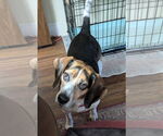 Small #10 Beagle