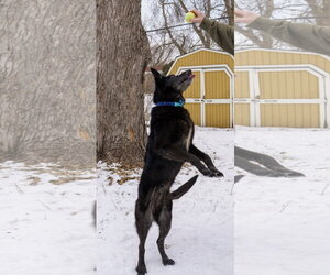 Cardi - Female Shepradors Dog for Adoption - Photo #8