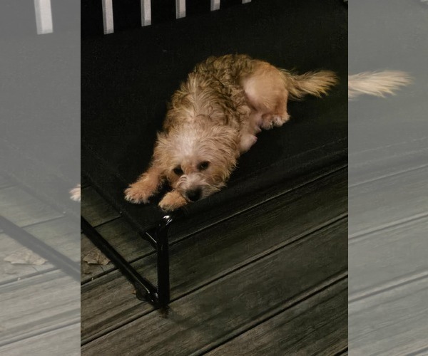 Medium Photo #5 Mutt Puppy For Sale in Catasauqua, PA, USA