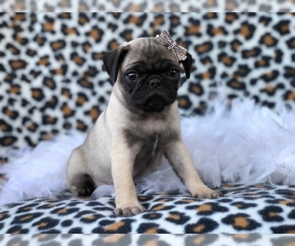 Medium Photo #10 Pug Puppy For Sale in LAKELAND, FL, USA