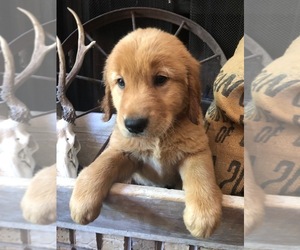 Golden Retriever Puppy for sale in MINDEN, LA, USA
