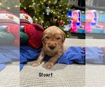 Small Photo #3 Golden Retriever Puppy For Sale in HORSEHEADS, NY, USA