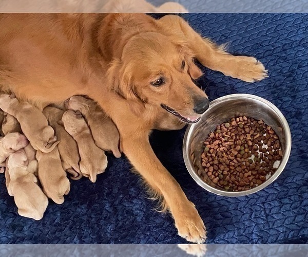Medium Photo #18 Golden Retriever Puppy For Sale in SANFORD, NC, USA