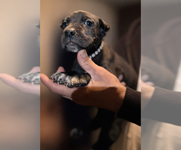 Medium Photo #5 Cane Corso Puppy For Sale in ANDERSON, IN, USA