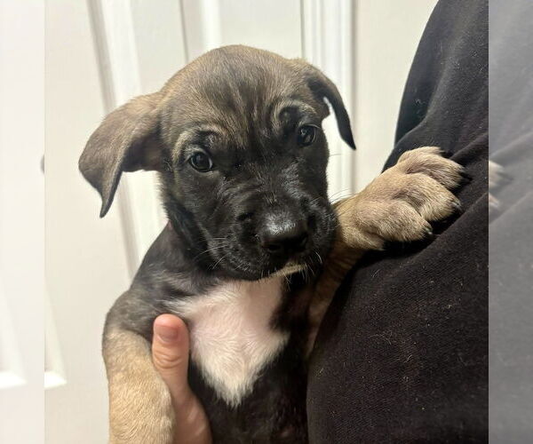 Medium Photo #5 Shepradors Puppy For Sale in San Juan Capistrano, CA, USA