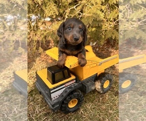 Dachshund Puppy for sale in MIDDLEBURY, IN, USA