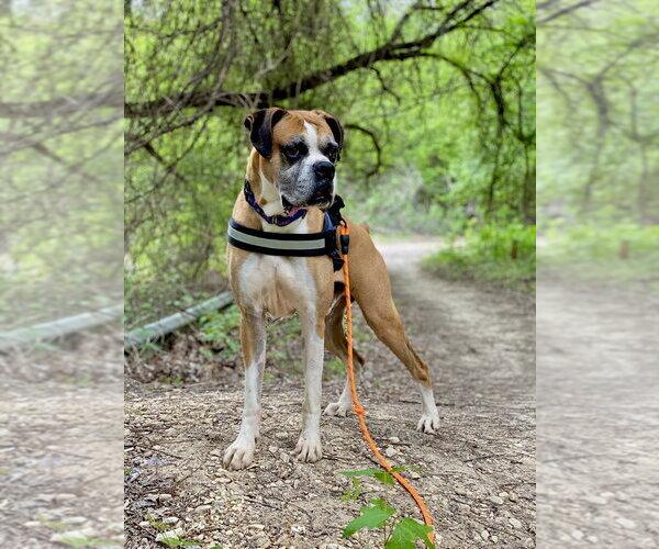 Medium Photo #11 Boxer Puppy For Sale in Austin, TX, USA