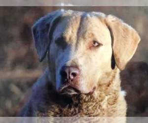 Mother of the Chesapeake Bay Retriever puppies born on 04/25/2022