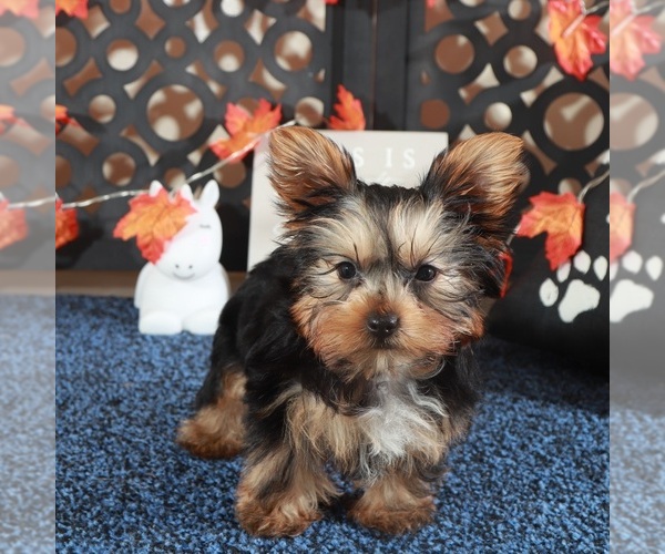 Medium Photo #3 Yorkshire Terrier Puppy For Sale in MOUNT VERNON, OH, USA