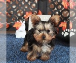 Small #2 Yorkshire Terrier