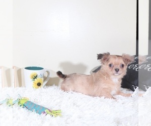 Chihuahua Puppy for sale in MOUNT VERNON, OH, USA