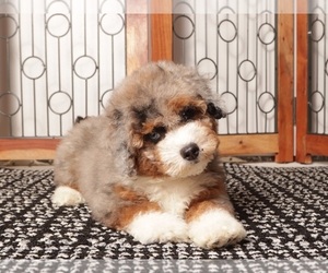Medium Aussie-Poo