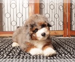 Puppy 1 Aussie-Poo