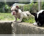 Small #9 American Bully