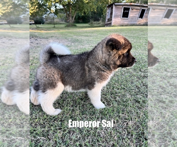 View Ad Akita Puppy for Sale near Pennsylvania, BUTLER, USA. ADN833908