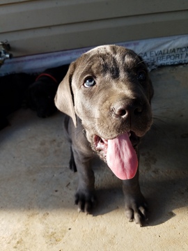 Medium Photo #1 Cane Corso Puppy For Sale in IMPERIAL, MO, USA