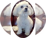 Small Photo #1 Bichon Frise Puppy For Sale in WINSTON SALEM, NC, USA
