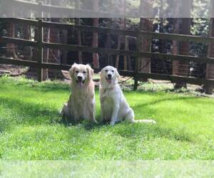 Father of the Golden Retriever puppies born on 04/29/2021