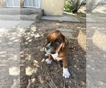 Small Photo #29 Boxer Puppy For Sale in ESPANOLA, NM, USA