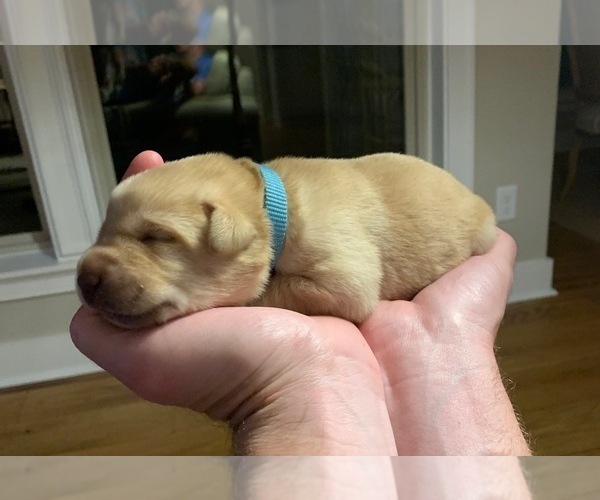 Medium Photo #8 Labrador Retriever Puppy For Sale in LITTLE ROCK, AR, USA
