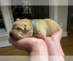 Small Photo #8 Labrador Retriever Puppy For Sale in LITTLE ROCK, AR, USA