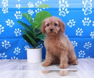 Goldendoodle (Miniature) Puppy for sale in MARIETTA, GA, USA