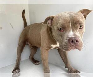 American Pit Bull Terrier Dogs for adoption in Houston, TX, USA