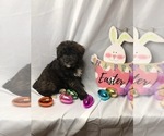 Small Photo #5 Aussiedoodle Miniature  Puppy For Sale in INDIANAPOLIS, IN, USA