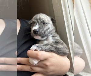 American Pit Bull Terrier-Siberian Husky Mix Puppy for sale in MASON CITY, IA, USA