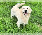 Maverick - Male English Cream Golden Retriever Puppy for Sale - Small photo