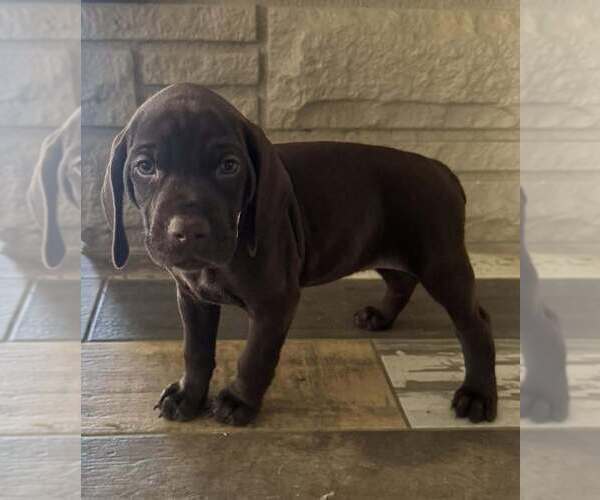 Medium Photo #8 German Shorthaired Pointer Puppy For Sale in PASCO, WA, USA