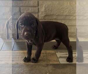 Medium German Shorthaired Pointer