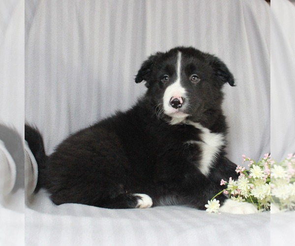 Medium Photo #3 Border Collie Puppy For Sale in HONEY BROOK, PA, USA