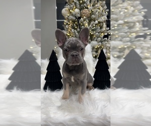 French Bulldog Puppy for sale in BELLE CHASSE, LA, USA