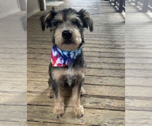 Mutt Dogs for adoption in Oak Bluffs, MA, USA