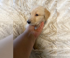 Shepadoodle Puppy for sale in FOUNTAIN, CO, USA