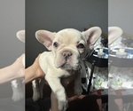 Puppy Moon French Bulldog