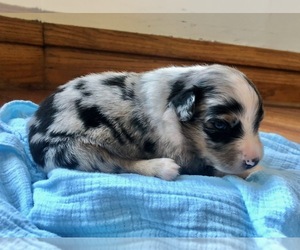 Australian Shepherd Puppy for sale in ROBERTS, IL, USA