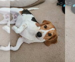 Peetie - Male Beagle Dog for Adoption - Small photo