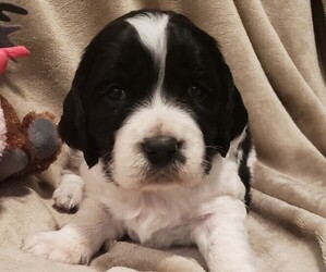 English Springer Spaniel Puppy for sale in GORMAN, CA, USA